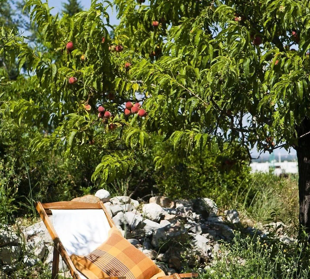 Farm stay Monte Do Alamo - Turismo Rural Tavira